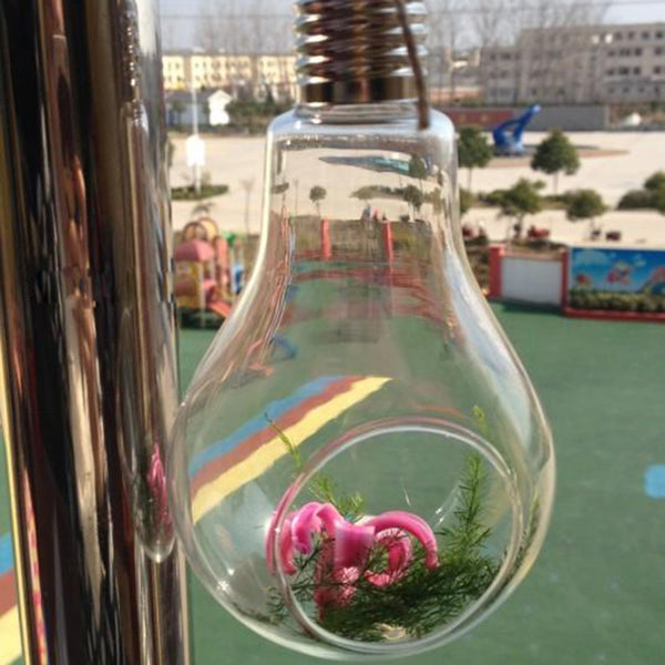 Glass Bulb Shape Hanging Vase